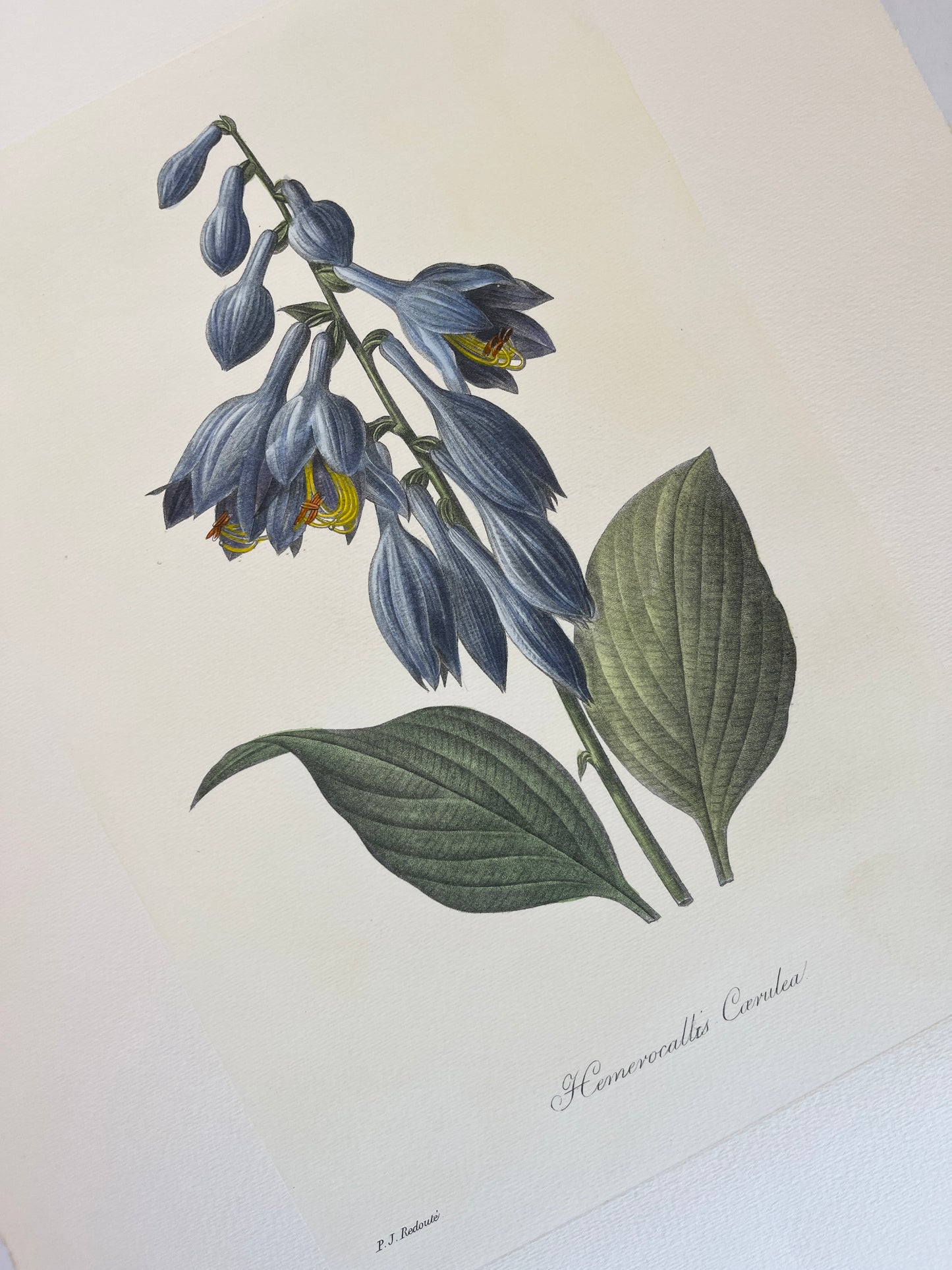 Pierre Joseph Redoute Botanical Langlois Print