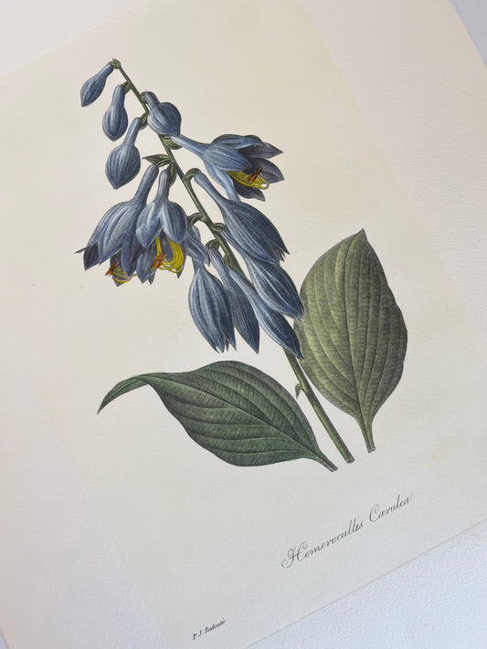 Pierre Joseph Redoute Botanical Langlois Print